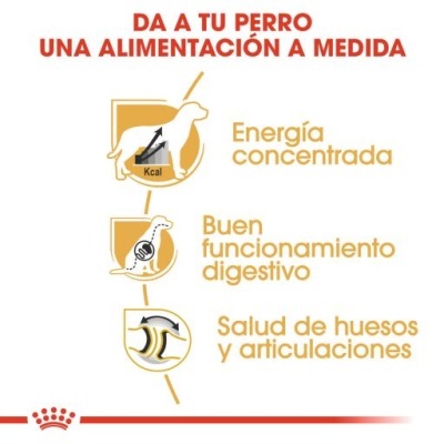 Texto em espanhol sobre alimentação personalizada para cães com ícones de energia, digestão e saúde óssea.