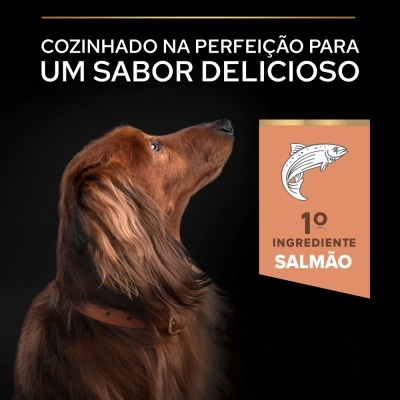 Cão castanho a olhar para cima com destaque em texto sobre salmão como ingrediente principal