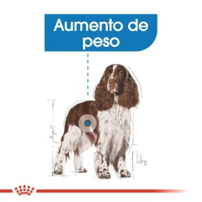 Cão castanho e branco com texto 'Aumento de peso' e logótipo Royal Canin.