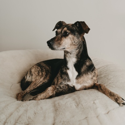 Cão castanho e preto deitado em cama creme