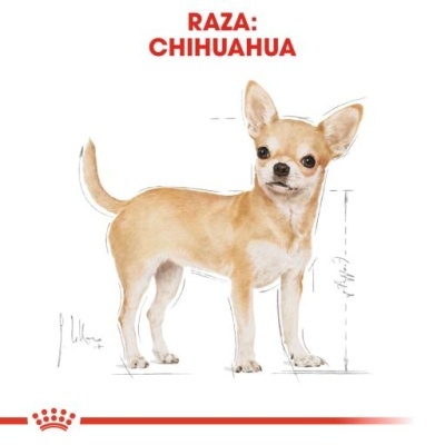 Ilustração de um cão Chihuahua castanho claro e branco com texto RAZA: CHIHUAHUA