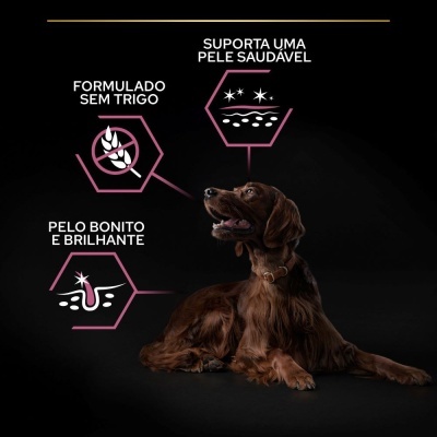 Cão castanho de pelo longo deitado com textos informativos sobre cuidados