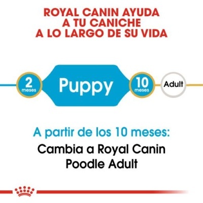 Texto informativo Royal Canin sobre fases de alimentação do caniche, permitindo transição de Puppy para Adult aos 10 meses.