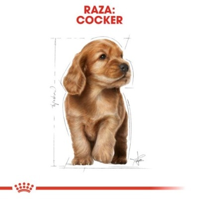 Cão da raça Cocker com texto 'RAZA: COCKER'