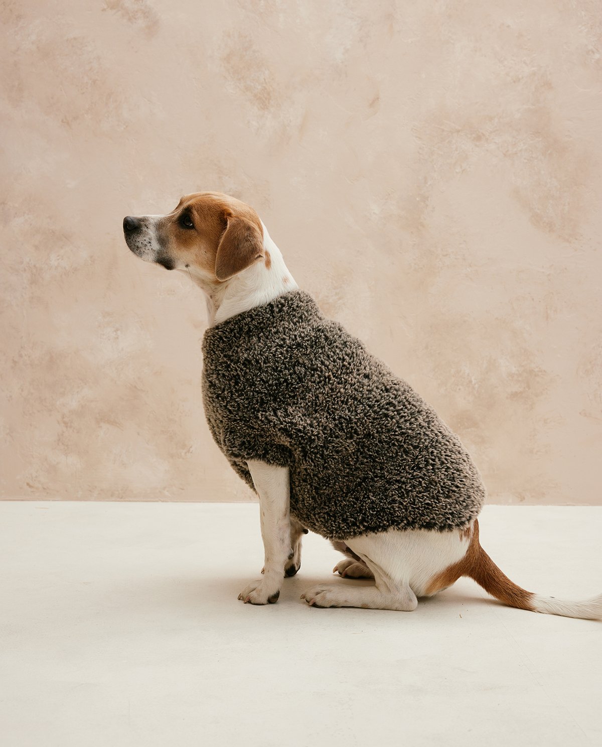 Cão com casaco cinza felpudo sentado em fundo bege e chão branco