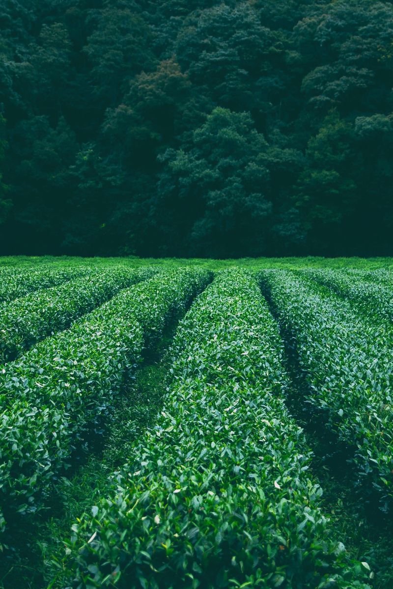 Campo agrícola com linhas de plantas verdes e floresta ao fundo