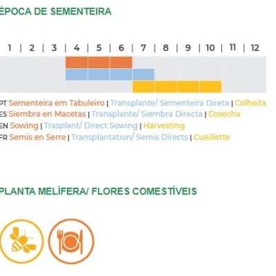 Gráfico de época de sementeira e colheita com texto multilíngue e ícones de abelha e prato.