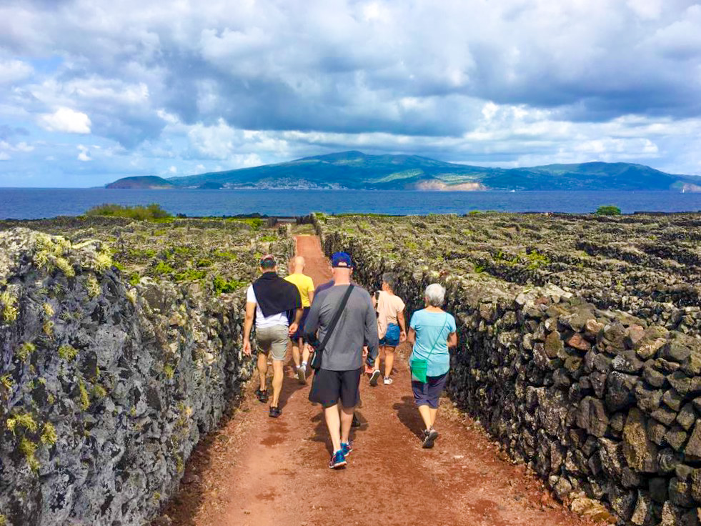 Vines growing inside black basalt walls on the island of Pico, Azores.