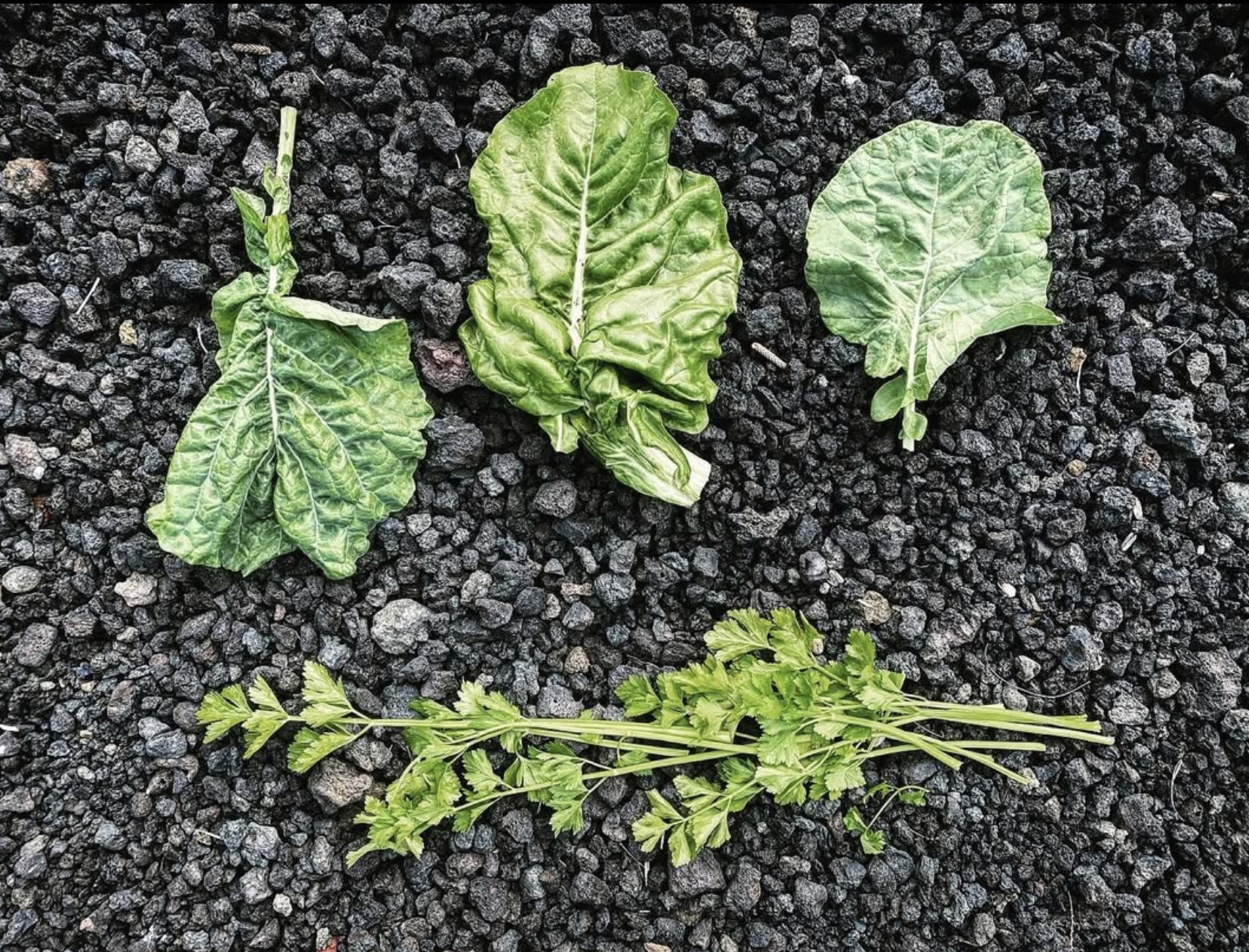 Vegetables laid out and labelled for study on a work surface.