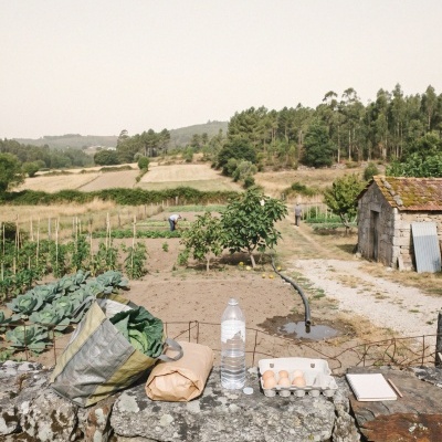 Grocery bag with vegetables, paper package, water bottle, eggs carton, and notebook on stone wall near garden and farmland