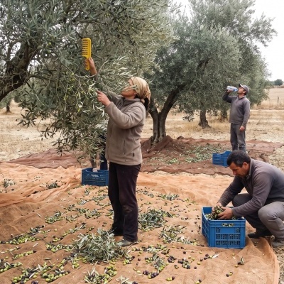 People harvesting olives in an olive grove with nets and crates, and a white pickup truck nearby.