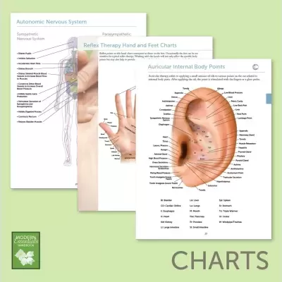 Diagramas anatómicos do sistema nervoso, mão e orelha em folhas sobre fundo verde