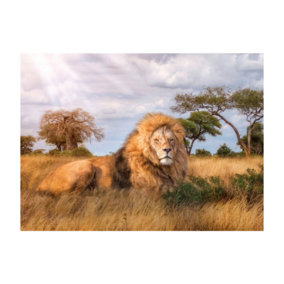 Leão macho deitado na relva alta dourada com árvores ao fundo