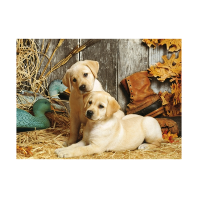 Dois cachorros labrador retriever em cenário rústico com palha, patos decorativos, folhas secas e bota