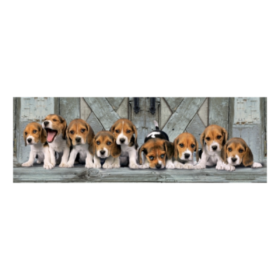 Oito cachorros Beagle alinhados sobre madeira com fundo de portas rústicas cinzentas