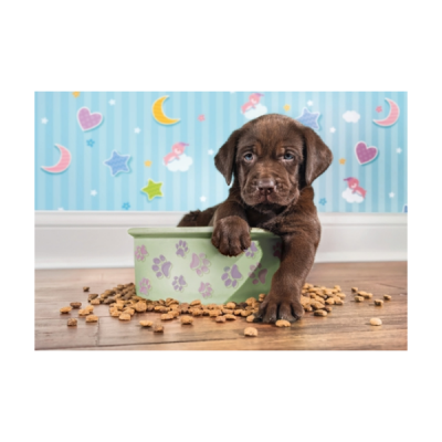 Cachorrinho castanho em tigela verde com pegadas roxas e ração espalhada no chão