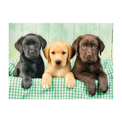 Três cachorros filhotes (preto, amarelo e castanho) sobre manta xadrez verde e branco com fundo madeira verde claro