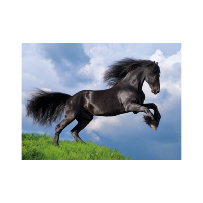 Cavalo preto a saltar em campo verde com céu azul e nuvens.