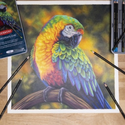 Desenho colorido de papagaio com lápis de cor DERWENT CHROMAFLOW à volta numa mesa de madeira