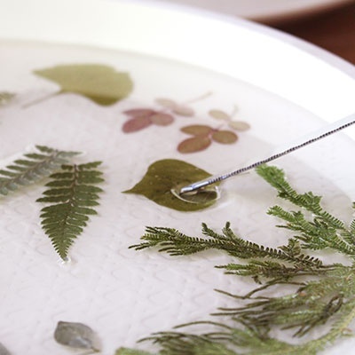 Folhas prensadas em placa branca com pinça metálica