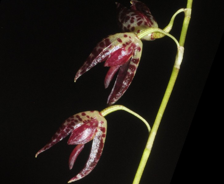 Pleurothallis Restrepioides Flores pendentes com manchas roxas e vermelhas num fundo preto
