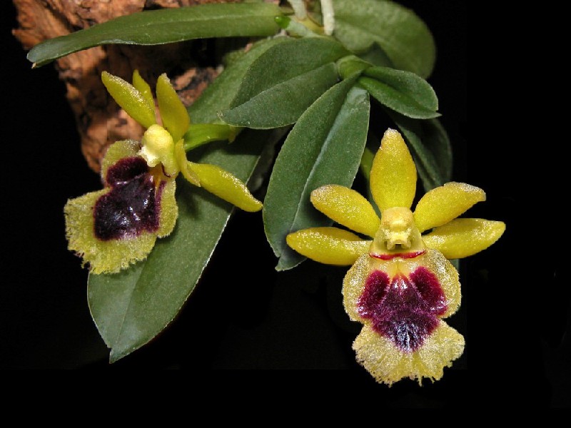 Haraella Retrocalla Orquídea amarela e púrpura com folhas verdes sobre casca de madeira