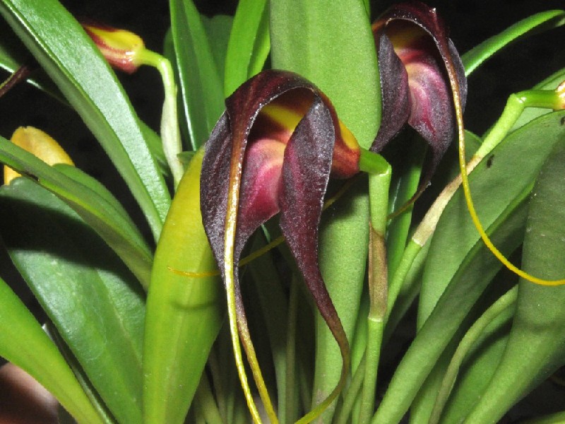 Masdevallia Rolfeana Planta com folhas verdes largas e flores castanhas arqueadas com detalhes amarelos e rosa