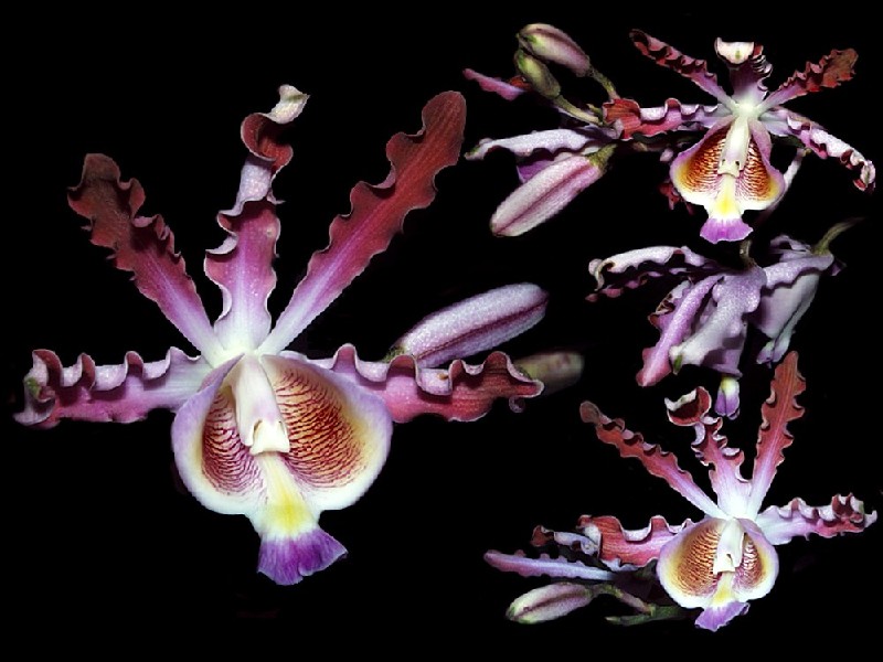 Schomburgkia Tibicinis Três flores de orquídea rosa e roxa sobre fundo preto