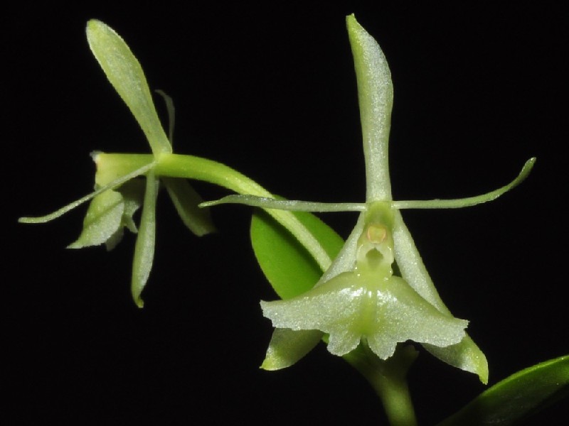 Epidendrum Carnevalii Flor verde clara com pólen amarelo em fundo preto