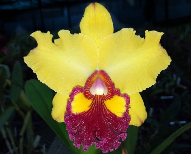 Cattleya Shinfong Castle 'Lightning' Orquídea amarela com parte central vermelha e detalhes amarelos