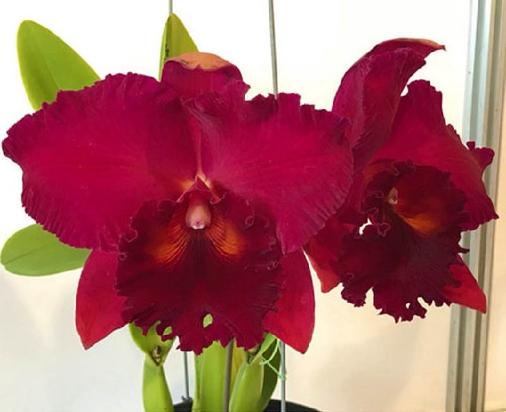 Cattleya Siao-Cing Beauty 'Vicky' Duas flores de orquídea vermelhas com folhas verdes ao fundo