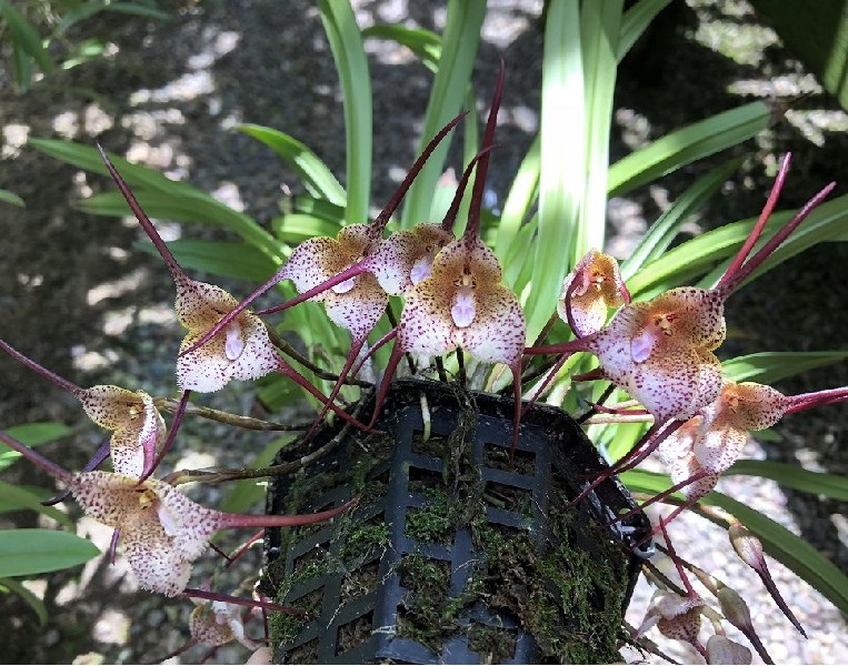 Dracula Navarronum Orquídea com flores amarelas e púrpuras em vaso preto com musgo
