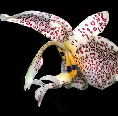 Stanhopea Oculata Flor de orquídea branca com manchas vermelhas