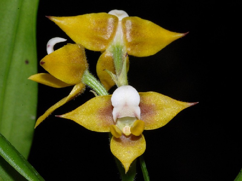 Polystachya Malilaensis Flor amarela e branca com folhas verdes e fundo preto