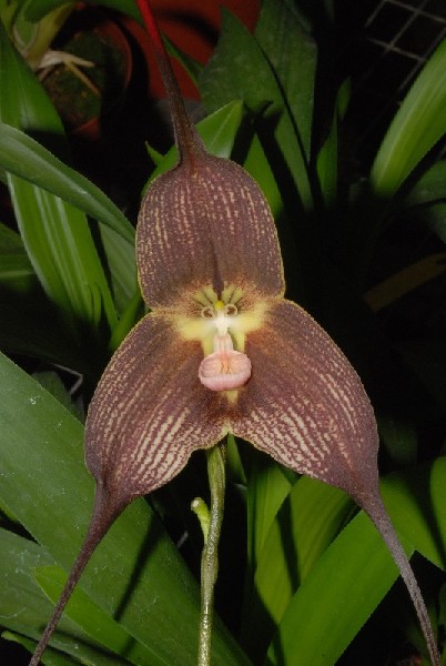 Dracula Transilvania Flor exótica castanha com padrão riscado claro em formato triangular