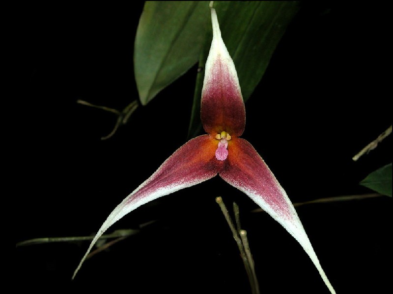 Dracula Platycrater Flor orquídea de três pétalas longas e pontiagudas em tons de vermelho, branco e rosa