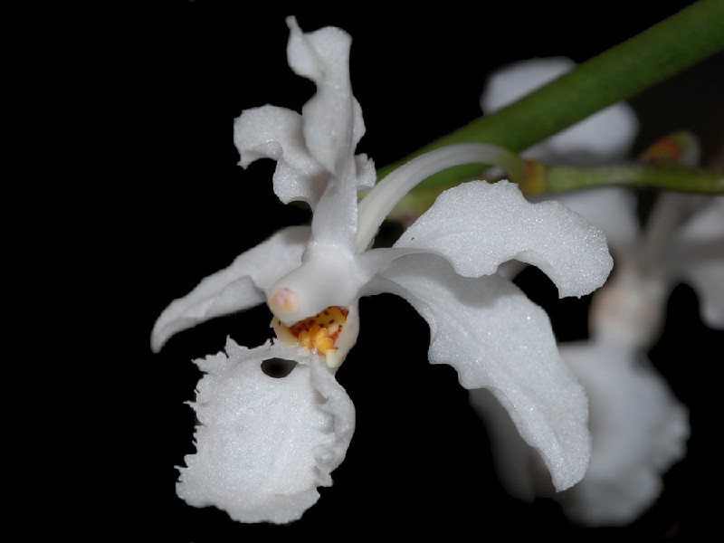 Holcoglossum Subulifolium Flor branca com detalhes amarelos e castanhos num caule verde