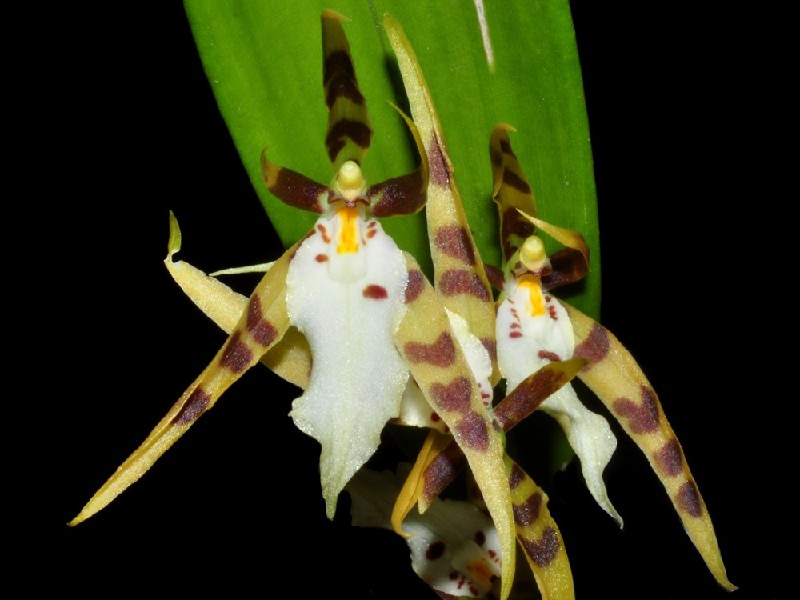 Brassia Pascoensis Flores de orquídea amarelas e brancas com manchas castanhas e vermelhas contra fundo preto