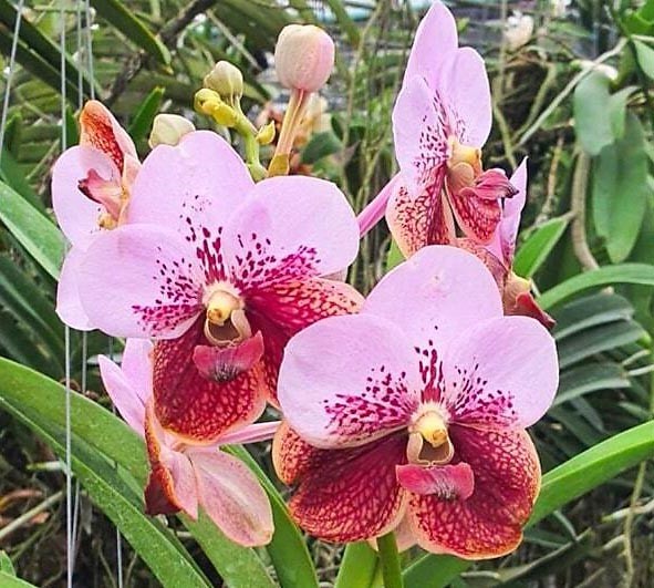 Vanda Renu Delight Flores de orquídea rosa com manchas vermelhas e folhas verdes ao fundo