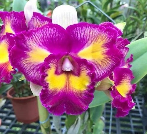 Cattleya Rainbow Orient 'Leo' Orquídea roxa e amarela com textura ondulada nas pétalas em estufa