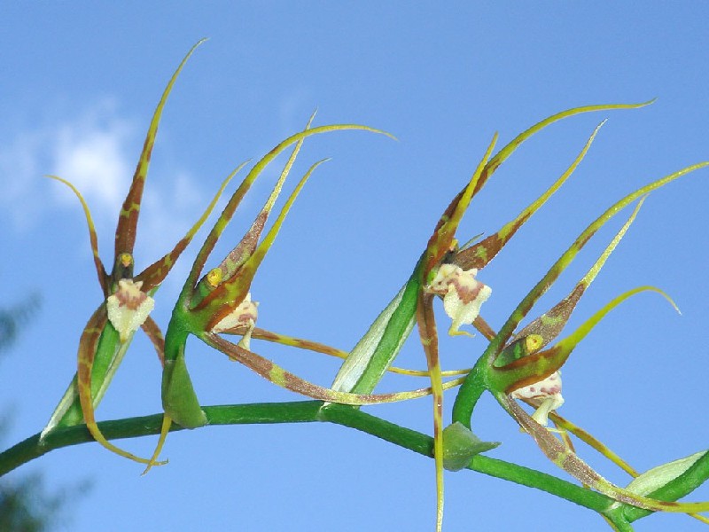 Brassia Ocanensis Orquídeas verdes e castanhas com pétalas finas contra céu azul