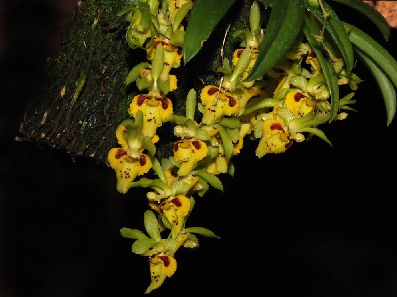 Chytroglossa Aurata Flores amarelas e verdes com manchas castanhas penduradas num tronco