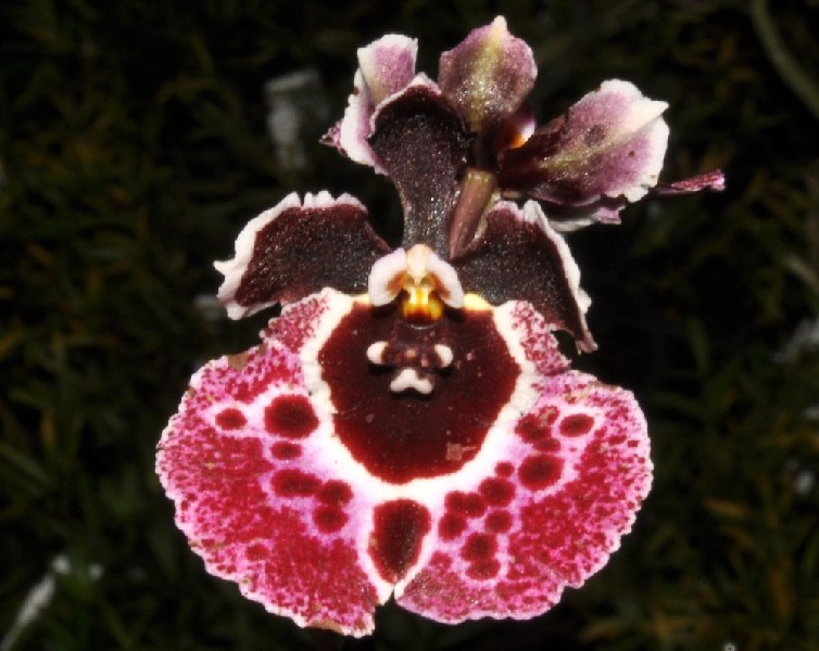 Tolumnia Jairak Rainbow 'Fantasy' Orquídea colorida com detalhes em vermelho escuro, rosa e branco em fundo natural