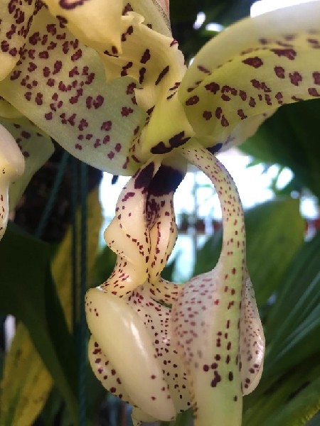 Stanhopea Deltoidea Flor amarela com manchas roxas em ambiente natural