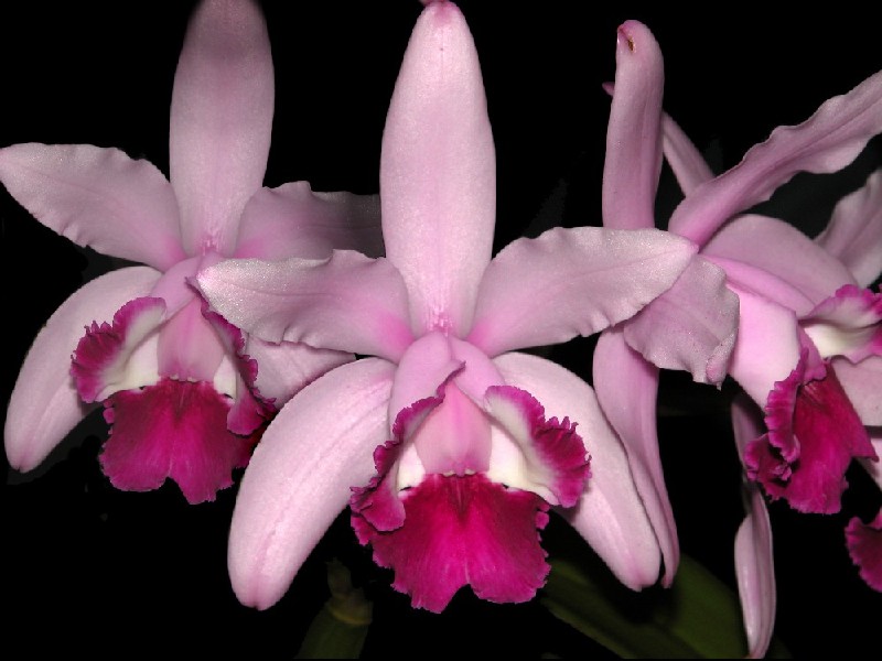 Cattleya Intermedia Var. Orlata Flores de orquídea rosa em fundo preto