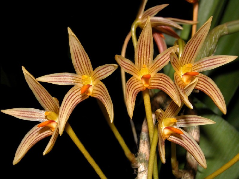 Bulbophyllum Affine Flores de orquídea amarelas com listras vermelhas e centro alaranjado.