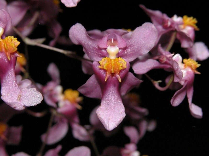 Oncidium Sotoanum Flores cor-de-rosa com centros amarelos em fundo escuro