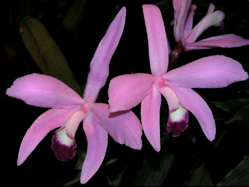 Laelia Perrinii Flores de orquídea cor-de-rosa com detalhes branco e púrpura em fundo escuro