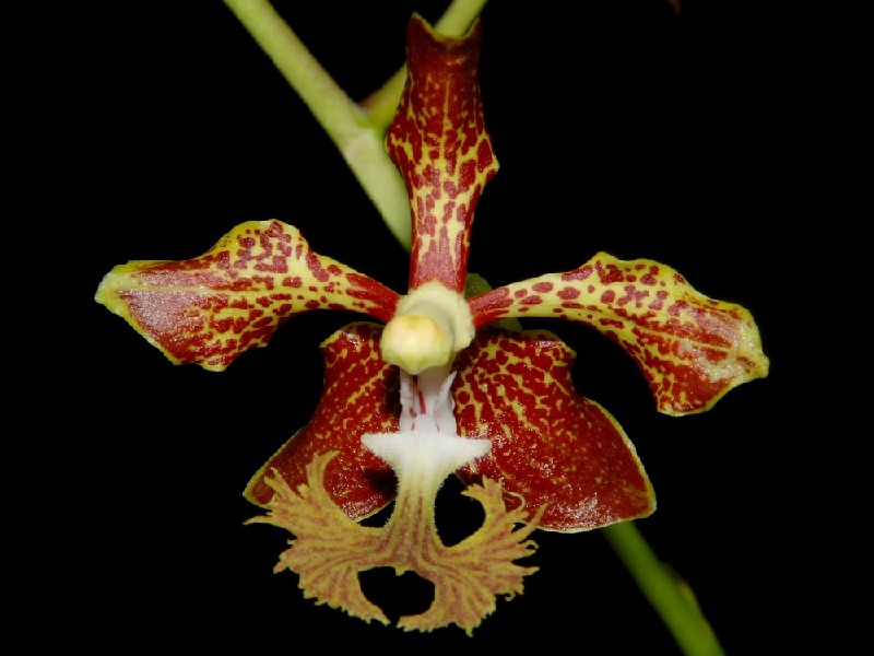 Vanda Roeblingeana Flor exótica de orquídea vermelha e amarela em fundo preto