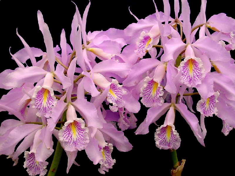 Cattleya Maxima Flores orquídea rosa com detalhes roxos e amarelos contra fundo preto